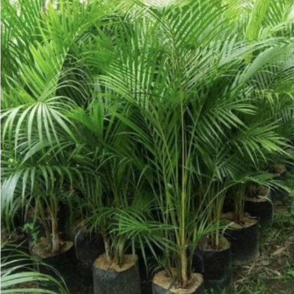tanaman hias palem kuning // palem kuning tinggi 50 cm