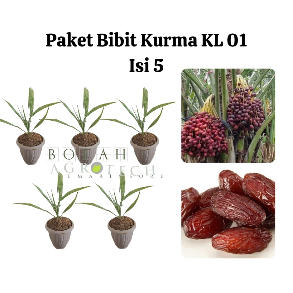 Paket Hemat Bibit Kurma KL 01 Isi 5 Bonus Bibit Strawberry+Polibag