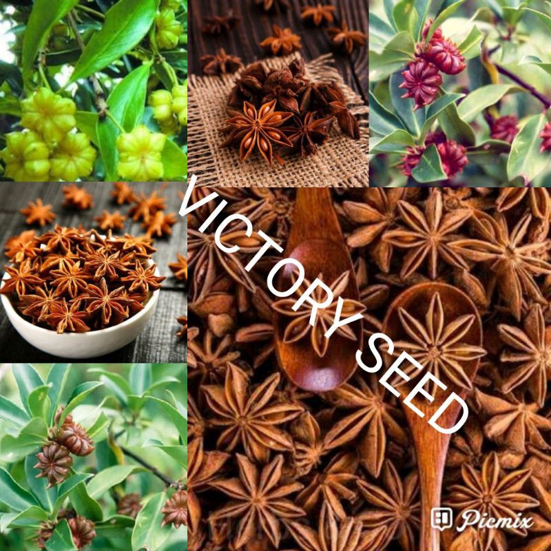 Jual Victory Seed Gram Bunga Kering Kembang Lawang Pekak Illicium Verum Star Anise Staranise