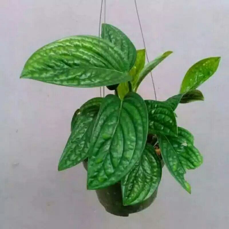 sirih badak/badak/phillo /murah/terlaris/cod/promo/grosir/tanaman hias murah/