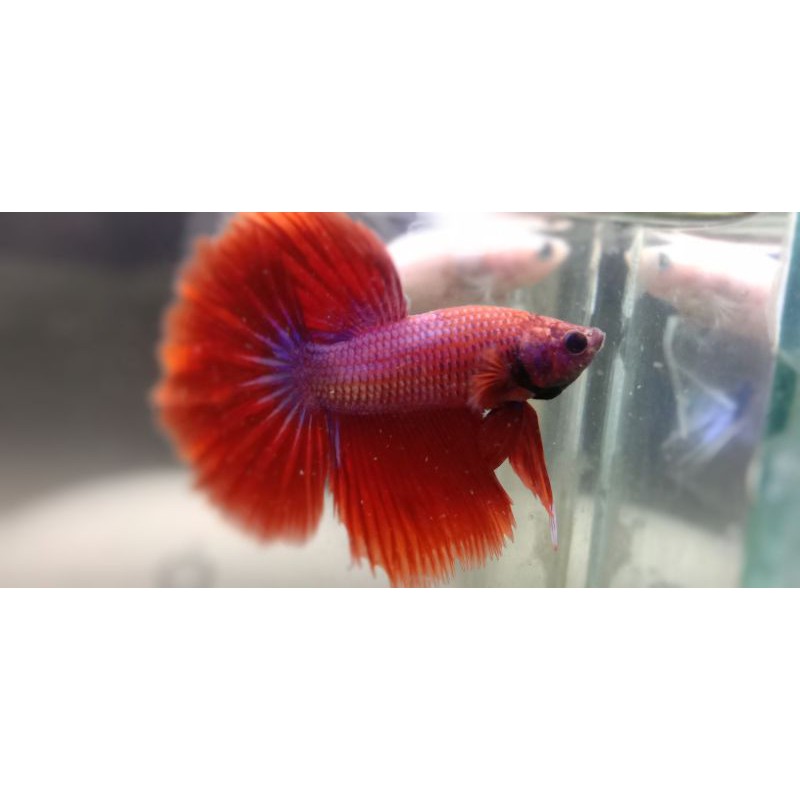 cupang hiasan Halfmoon super red startail blue big ear