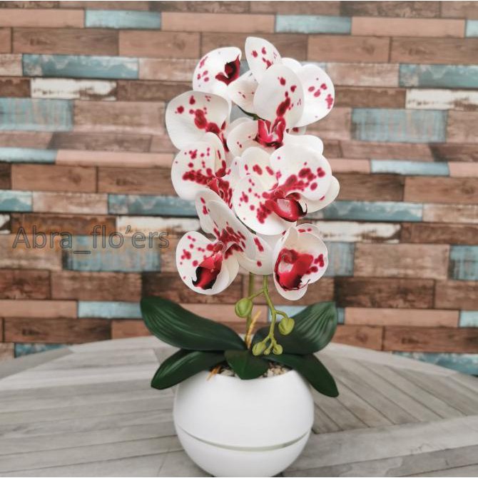 Anggrek Lateks Premium Putih Gradasi Merah Pot Bola Putih Plastik