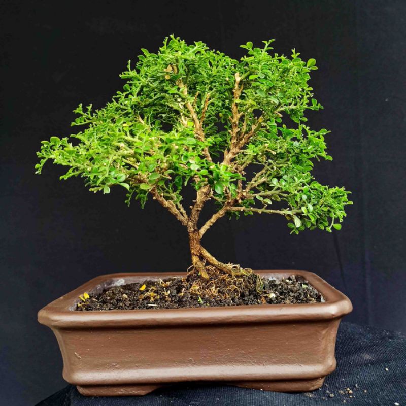Bonsai Mame Small Tanaman Hias Pohon Kemuning Mikro Mini Unik
