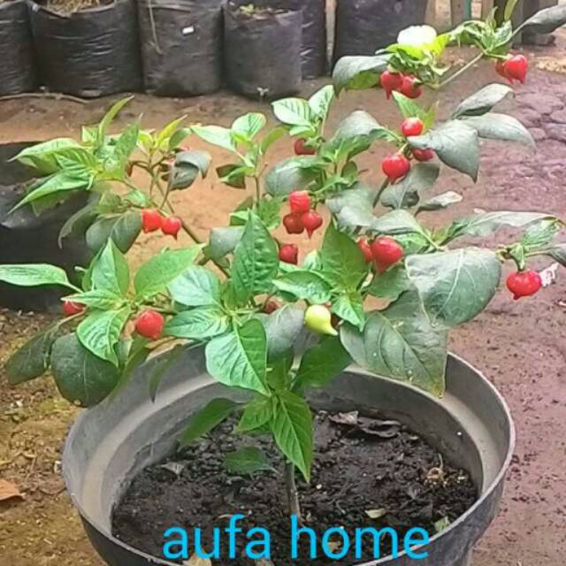 Paket Seller Cabe Red Chupetinho