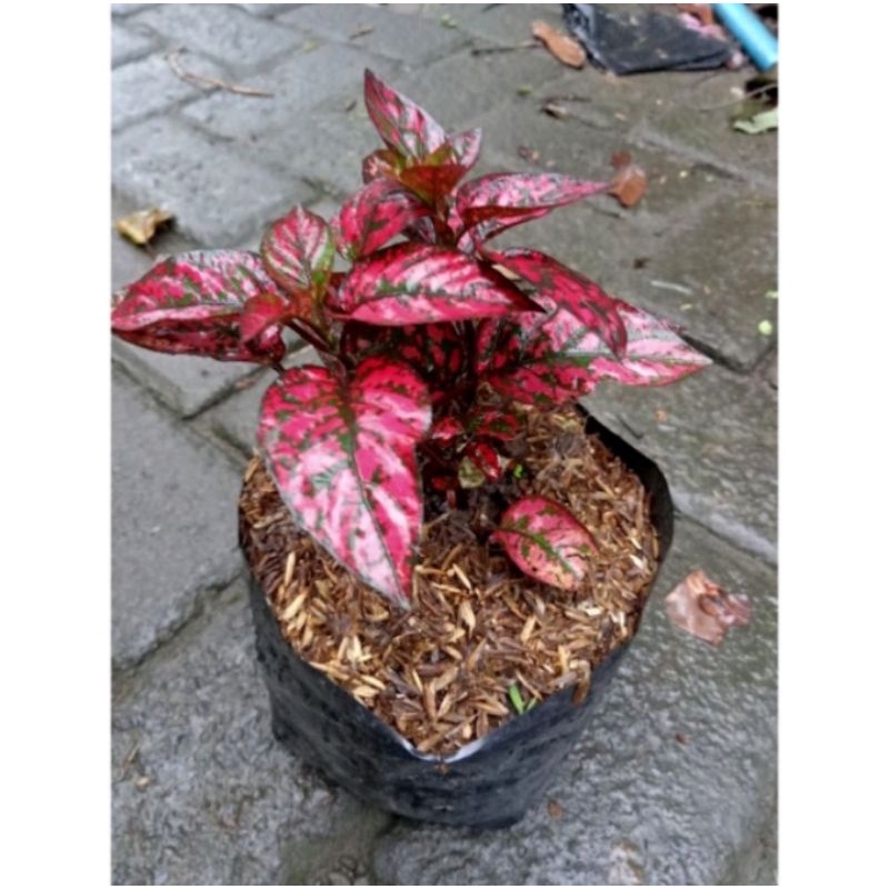 hipotes pulkadot merah