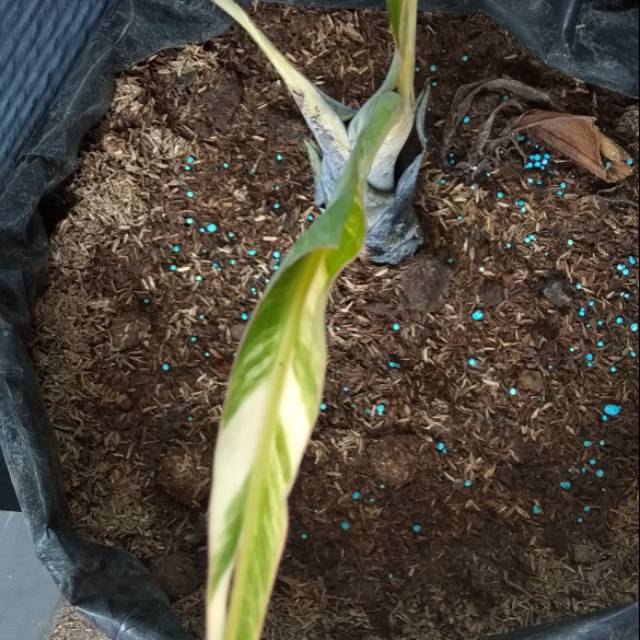 bibit pohon pisang mas / kirana variegata