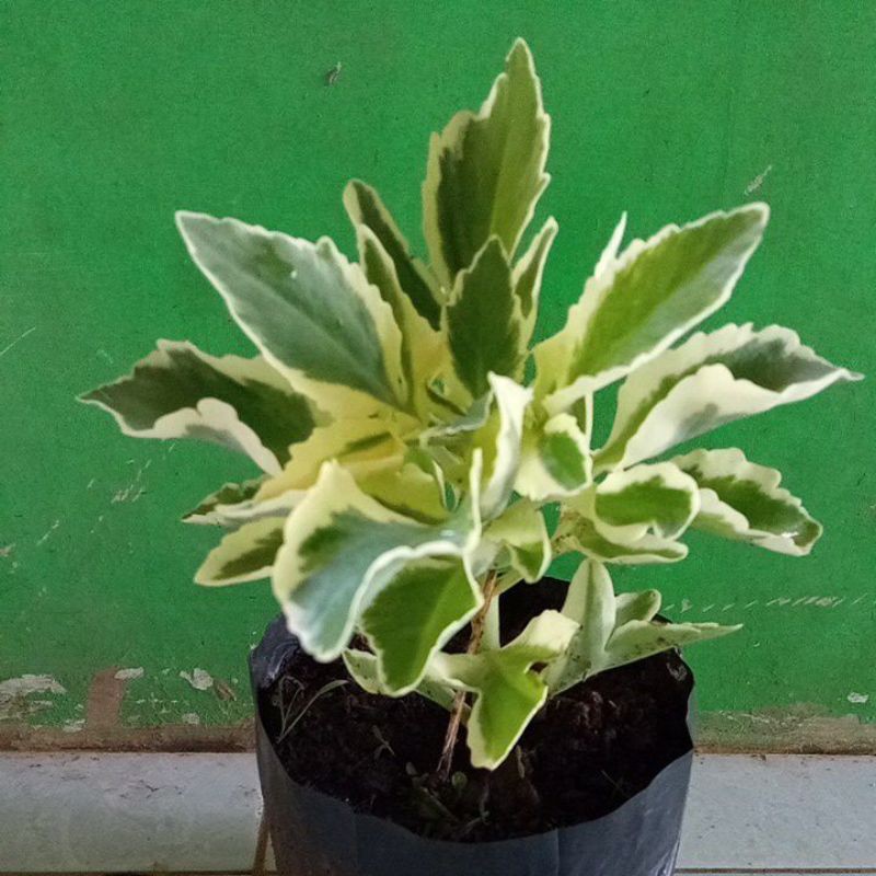Tanaman hias cocor bebek varigata
