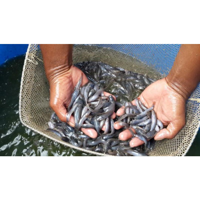 bibit ikan lele ukuran 6-7 cm