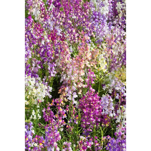 Benih Bibit Biji - Bunga Linaria Fairy Bouquet Mixed Flower Seeds - IMPORT