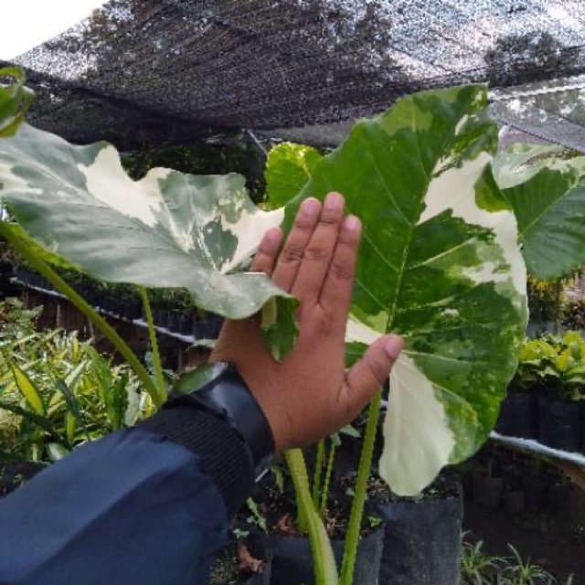 Sente / talas variegata tanaman hias