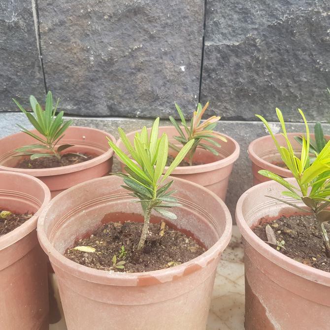 Lohansung Pucuk Merah Kecil