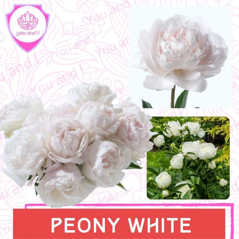 Benih PEONY WHITE - Biji Bibit Bunga