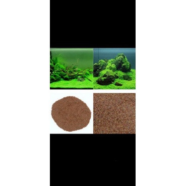 Bibit Rumput Tanaman Aquascape Karpet Hias Carpet Seed Aquarium