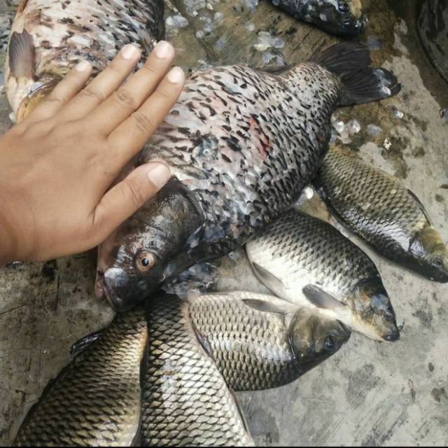 

Ikan Mas segar 1kg isi 4-5 ekor