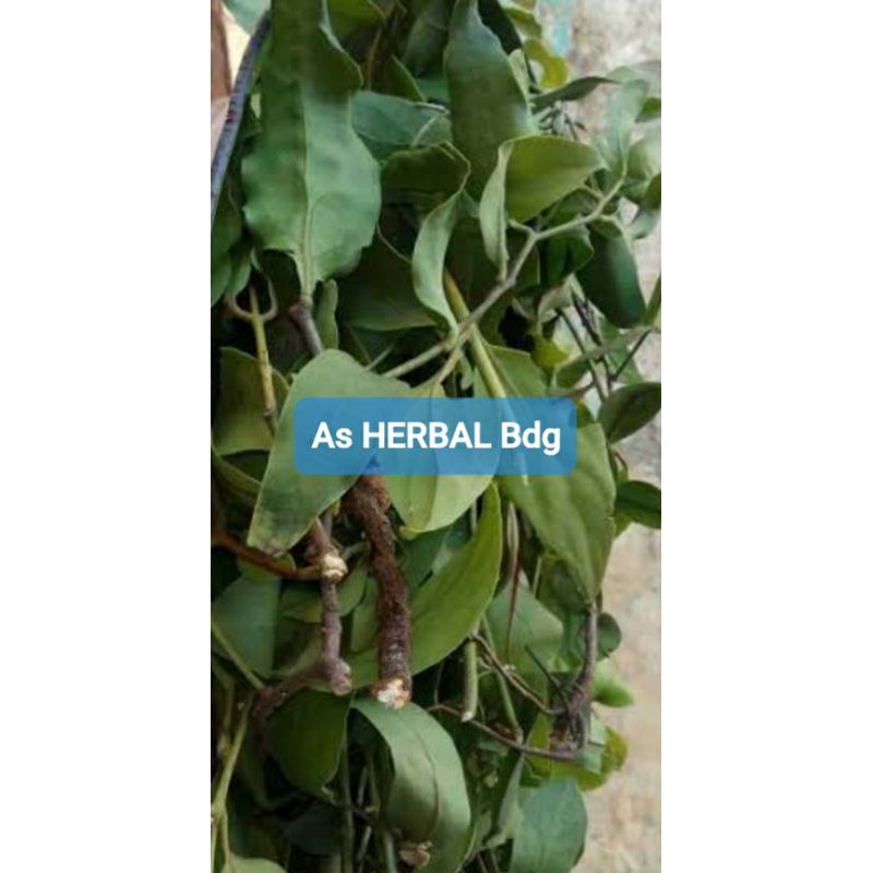 

Hemat 250 gram benalu jeruk bali segar fresh-az