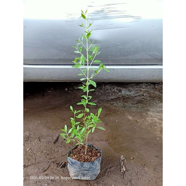 Bibit tanaman daun henna pacar kuku | pacar arab | herbal | inai