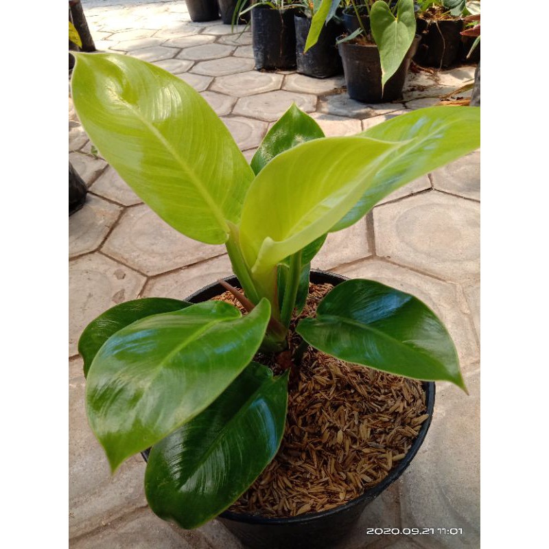 PHILODENDRON LEMON TANAMAN HIAS DAUN  INDOOR OUTDOOR 