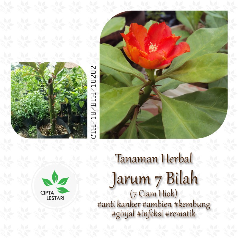 Bibit Pohon Jarum Tujuh 7 Bilah Tanaman Daun Obat Herbal Shopee Indonesia