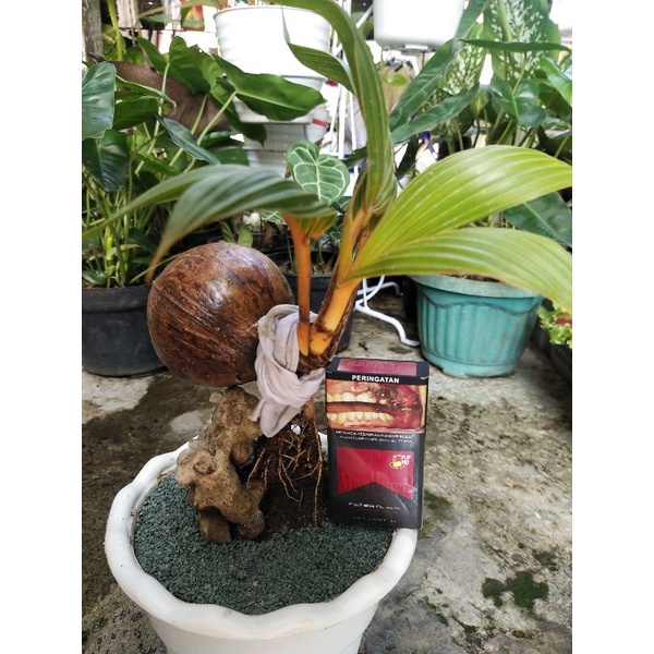 Promo Bahan Bonsai kelapa/kelapa gading/kelapa gading oren