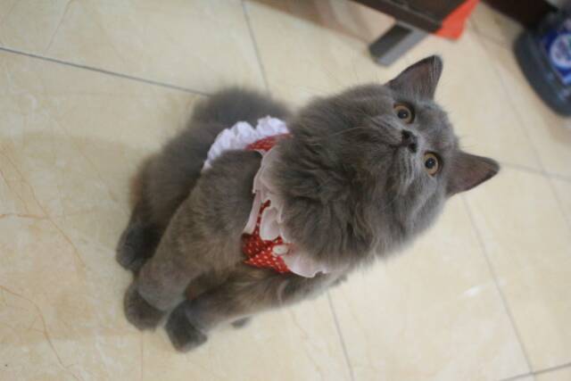 Baju katun merah polkadot cupcake untuk kucing/anjing (baju kucing murah size S M L XL)