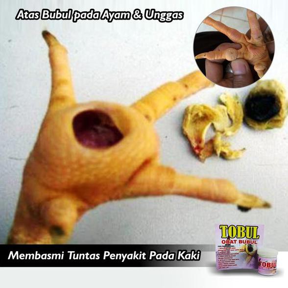 Tobul Salep Tombo Obat Bubul Ayam Burung Obat Kaki Ayam Krim Cream Salep Kaki Burung Unggas Bebek Shopee Indonesia