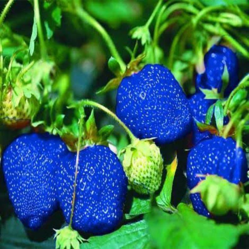 Benih Biji Buah STRAWBERRY BIRU IMPORT