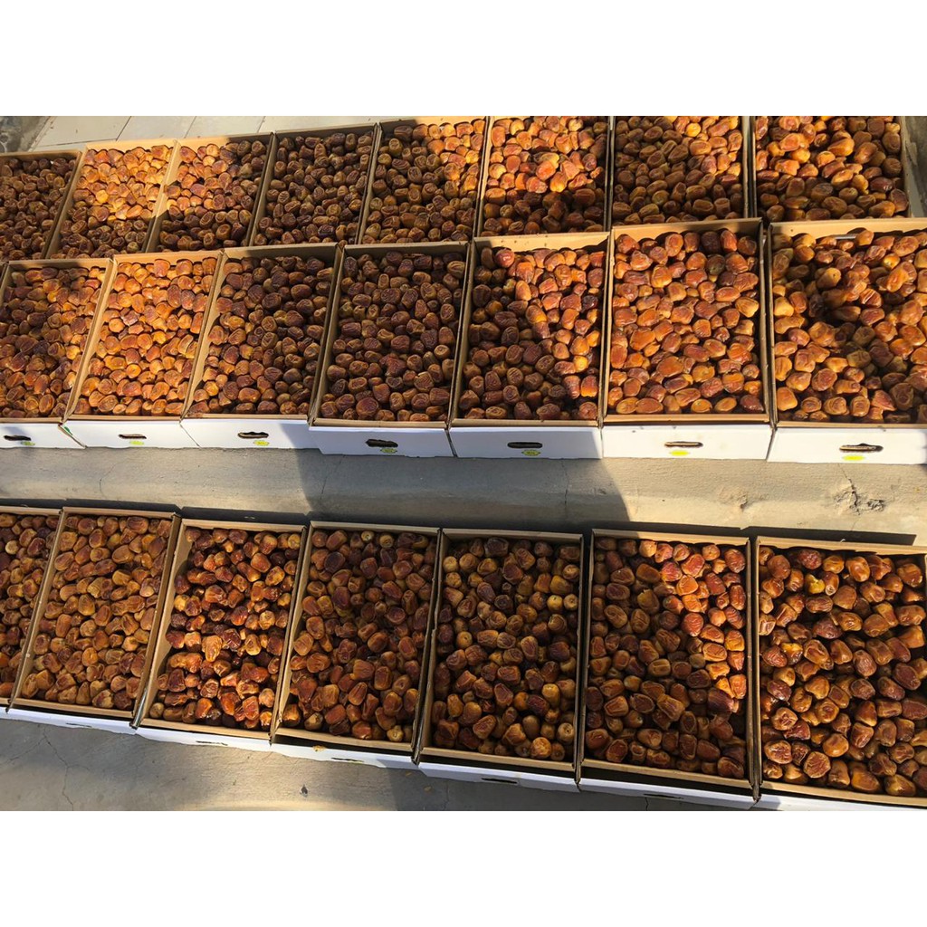 Kurma Sukari 3 Kg Grade A - Sukkari Taiba Dates