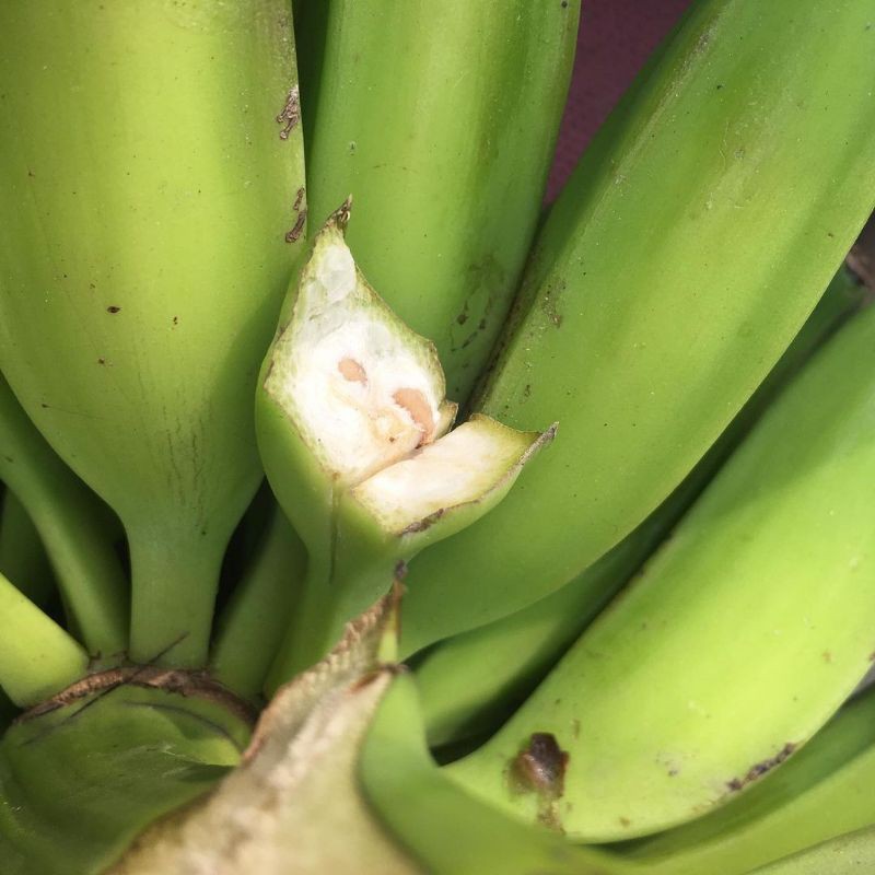 

pisang kluthuk Pisang Batu 1 Buah