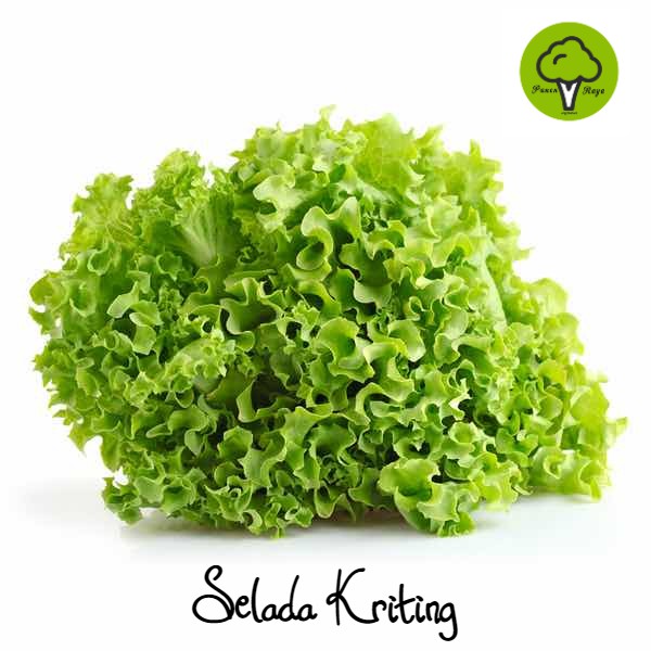 

SAYURAN / SELADA KERITING [250GR]