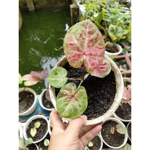 caladium H02 bilioner remaja