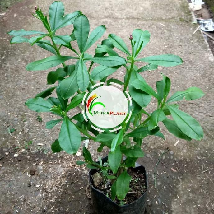 Gpr Bibit Tanaman Ginseng Jawa - Pohon Ginseng Jawa - Tanaman Herbal