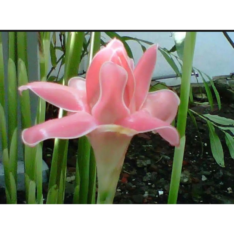 

bunga kecombrang rombeh honke fresh 100 gram