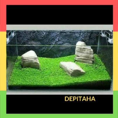 Benih Bibit Aquascape TANAMAN CARPET AQUASCAPE AQUARIUM - Depitaha