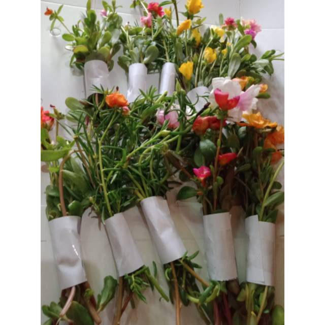  Bunga  Krokot  Mossrose Mix 20 warna Paket Krokot  Murah  