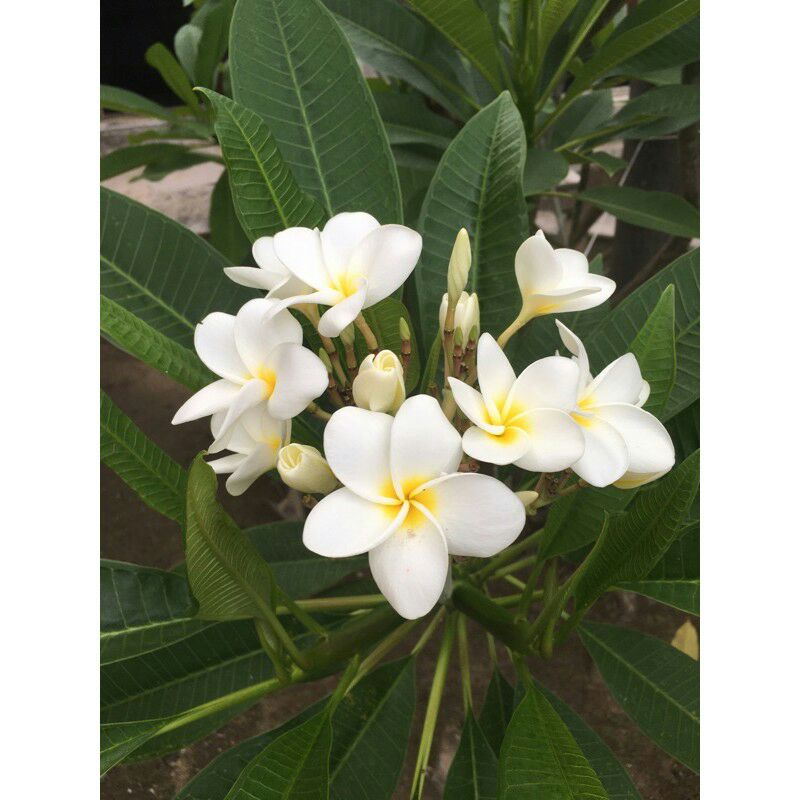 kamboja bali bunga putih stek batang