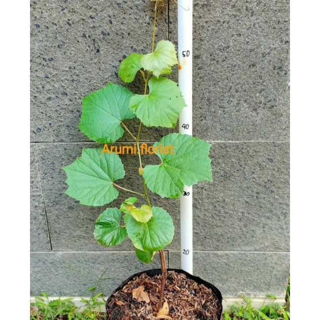 Tanaman Anggur Merah / Pohon Anggur Merah / Anggur Merah Import