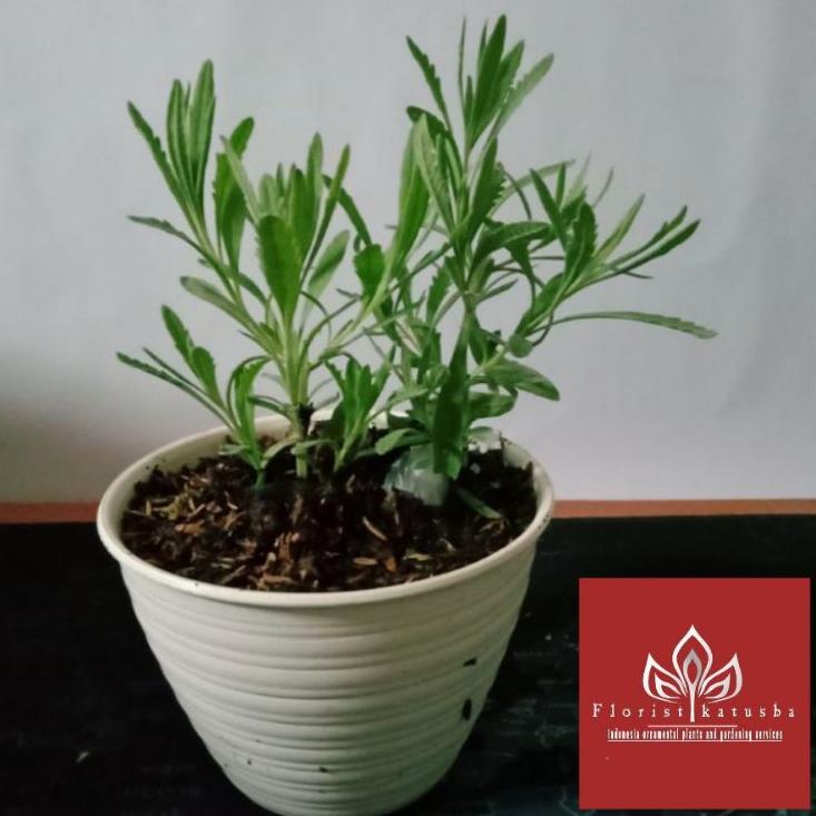 『LASAZ』 lavender asli lavandula bukan lokalan