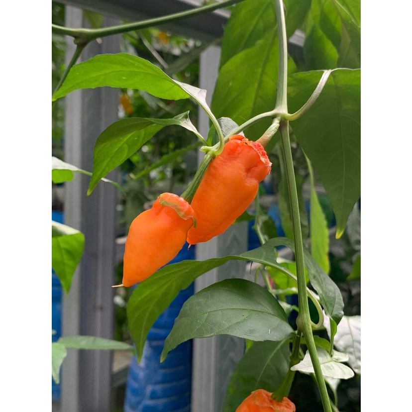 Benih Bibit Biji - Cabai BBG Bubblegum Orange Pepper Cabe Seeds