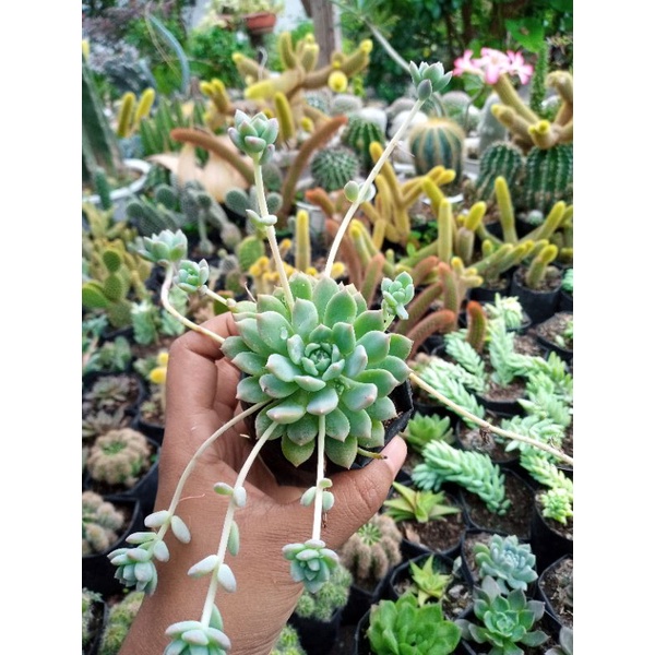 Sukulen Echeveria Prolifica / Sukulen Anting Ratu
