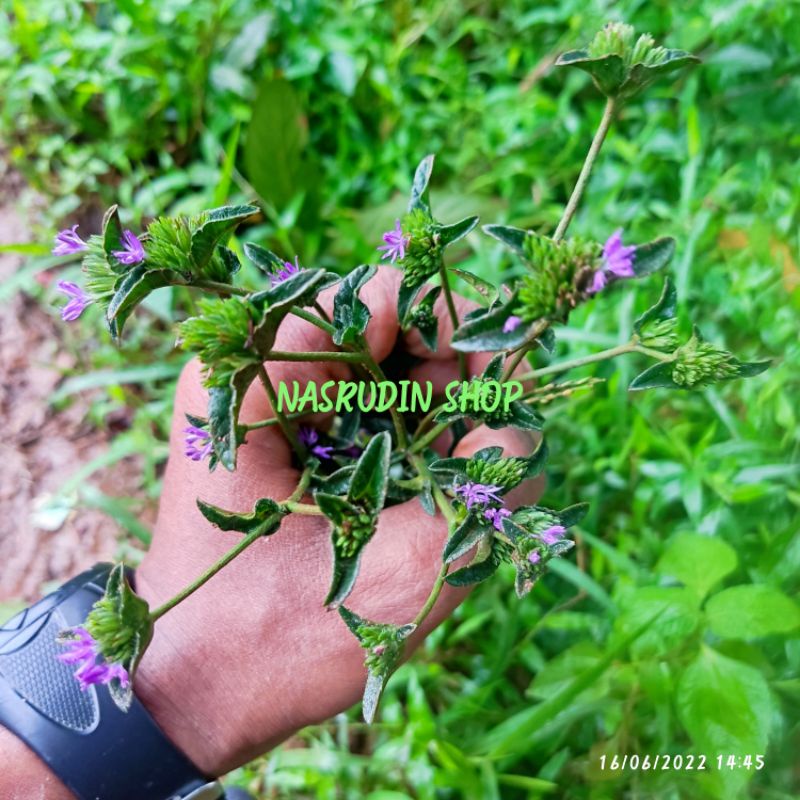 

[Fresh] KEMBANG BUNGA DAUN TAPAK LIMAN 20 TANGKAI ORIGINAL BAHAN MENTAH / HIASAN / KERAJINAN