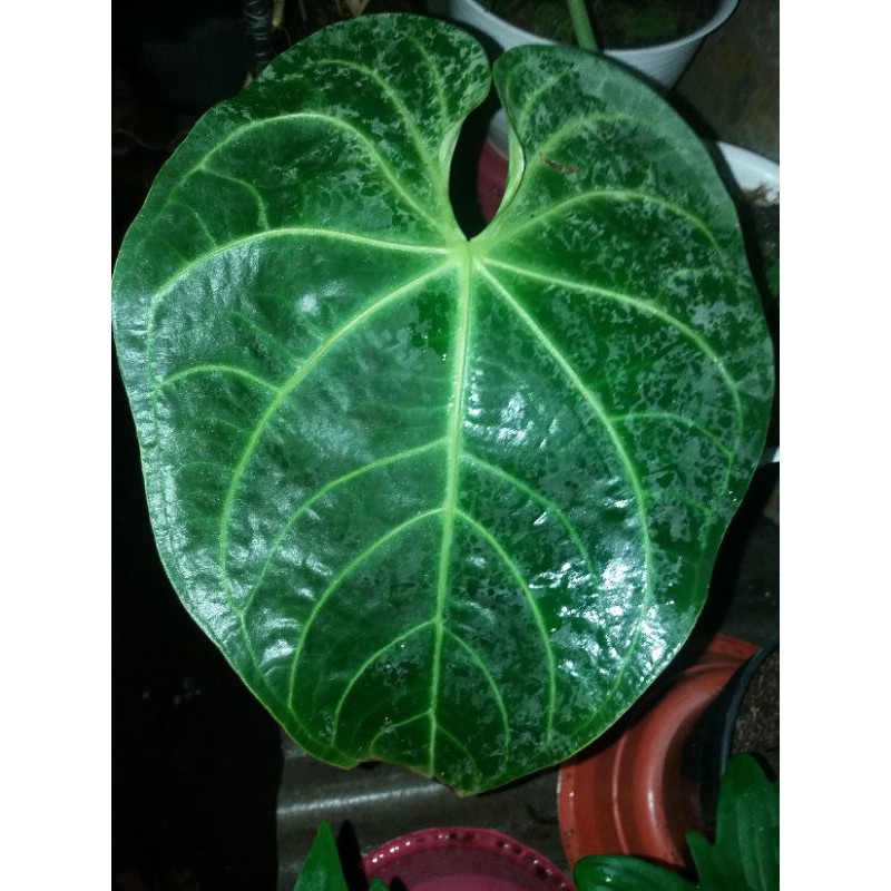 anthurium kuping gajah regale