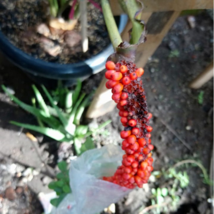 Biji bunga anthurium corong list merah