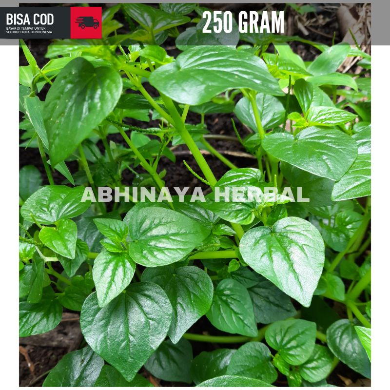 

Daun sirih cina segar / ketumbang air / suruhan 250 gram