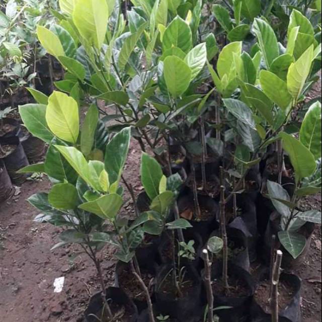 Bibit tanaman pohon buah nangka madu bibit pohon buah nangka madu bibit