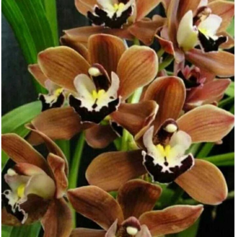 Anggrek cymbidium browen super big spike
