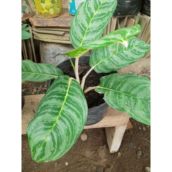 Tanaman Hias Aglaonema Sri Rejeki