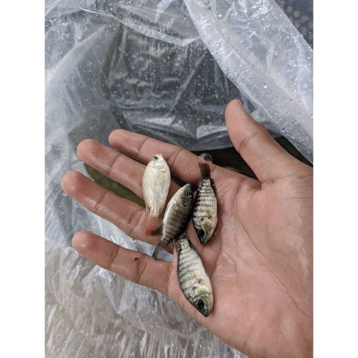 Harga Bibit Mujair Nila Hitam Terbaru November 2021  BigGo Indonesia