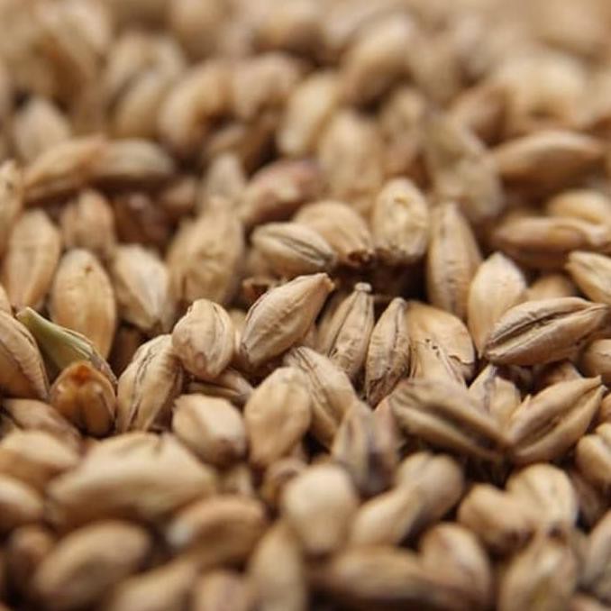 

Sale - Pale Barley Malt 5.5-7.5 EBC 1000gr GERMANY