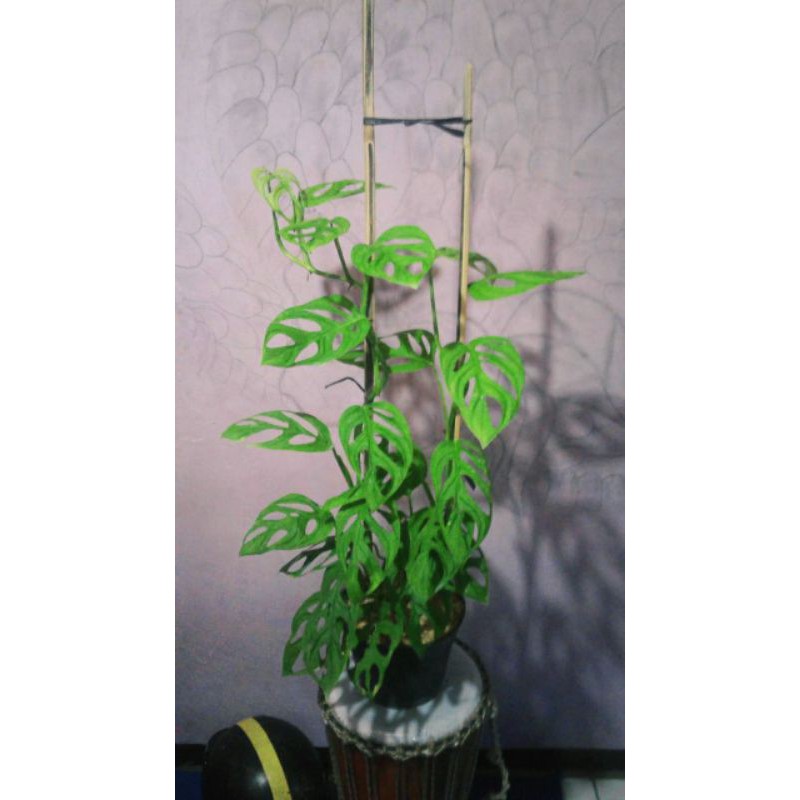 TANAMAN HIAS PHILO MONSTERA ADANSONI (JANDA BOLONG) |COD| PROMO MURAH MERIAH TERBATAS!