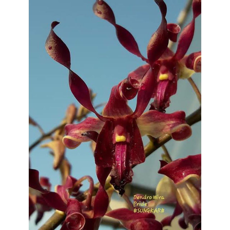 Anggrek Dendrobium Wira Pride Remaja | Anggrek Dendrobium | Dendrobium Murah